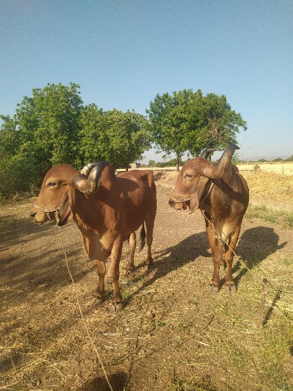 બળદ