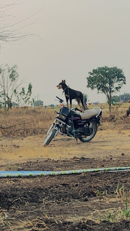 ડોબરમેન ફીમેલ વ...