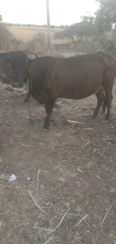 જરસી  કરોસનીપીય...