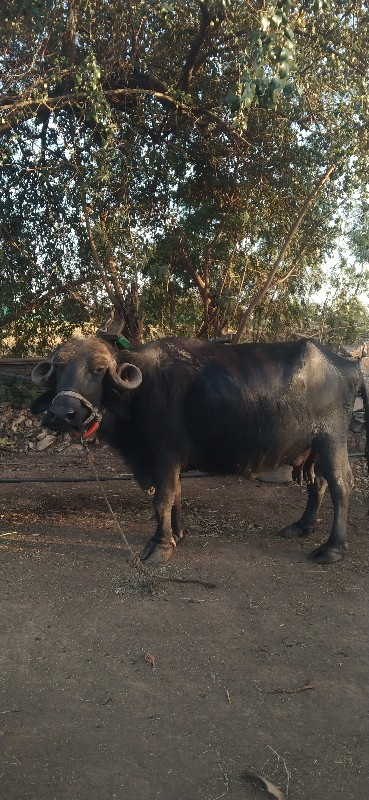 વેચવાની છે