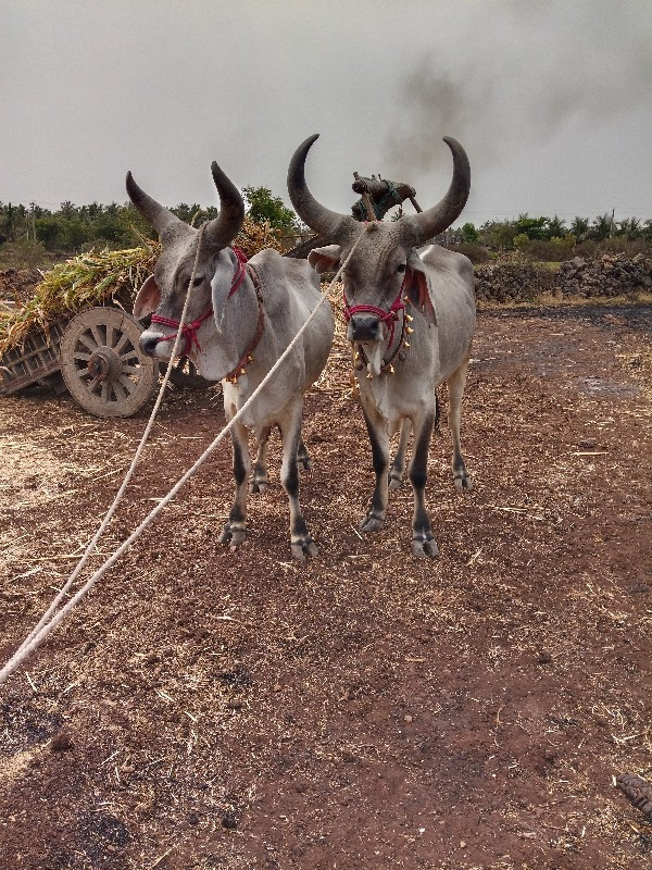 ગોઢલા