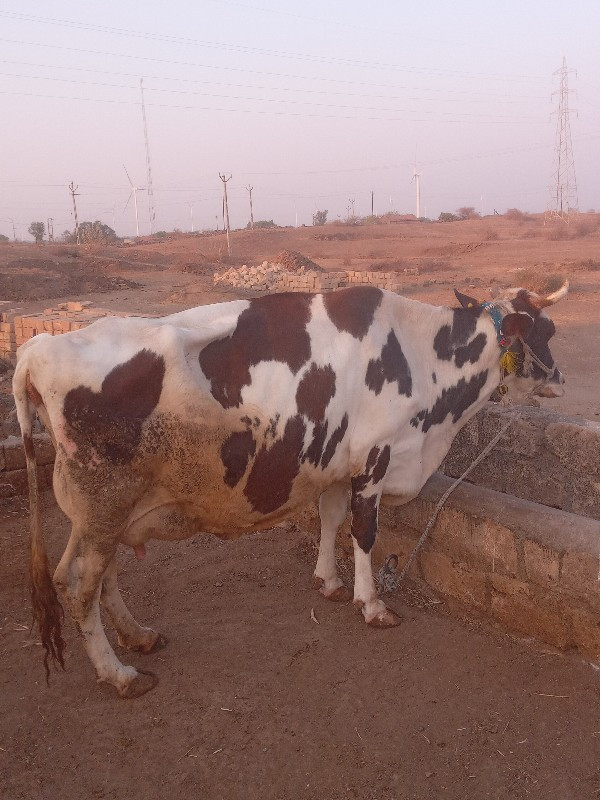 ગાય વેચવાની સે