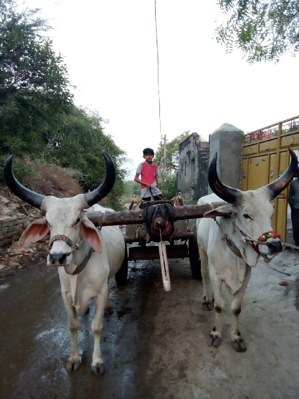 ગોઢલા