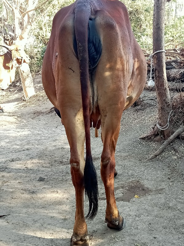 ગાય બેસવાની છે