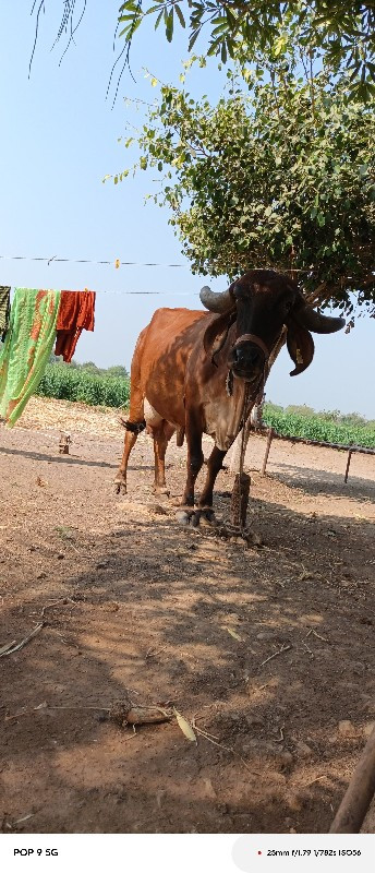 ગાય વેચવાની છે...