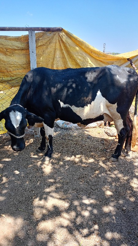વેચવાની