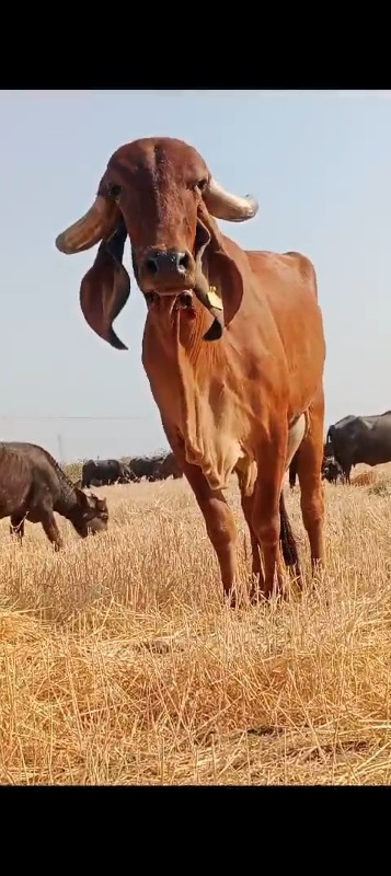 ગીર ગાય