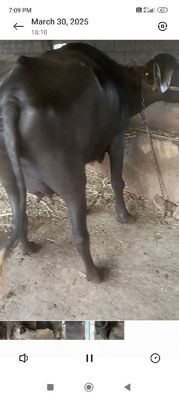 બે ખડેલી એક સાથ...