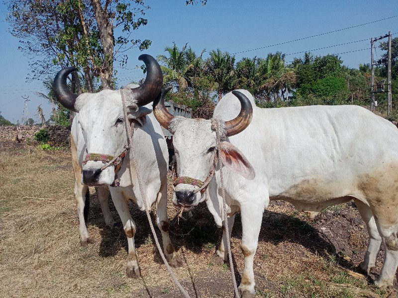 બળદ વેચવાનું છે