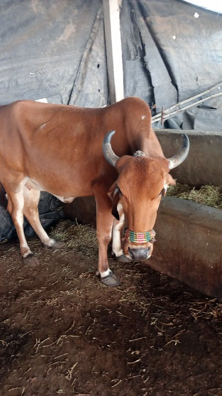 ગાય વેસવાની સે