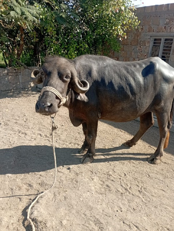 ગાભણુ ખડૅલુ