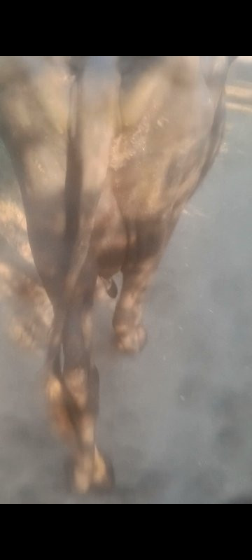 ભેંસ વેચવાની છે