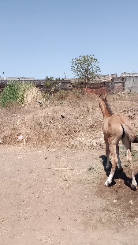 વસેરી વેસવાની છ...