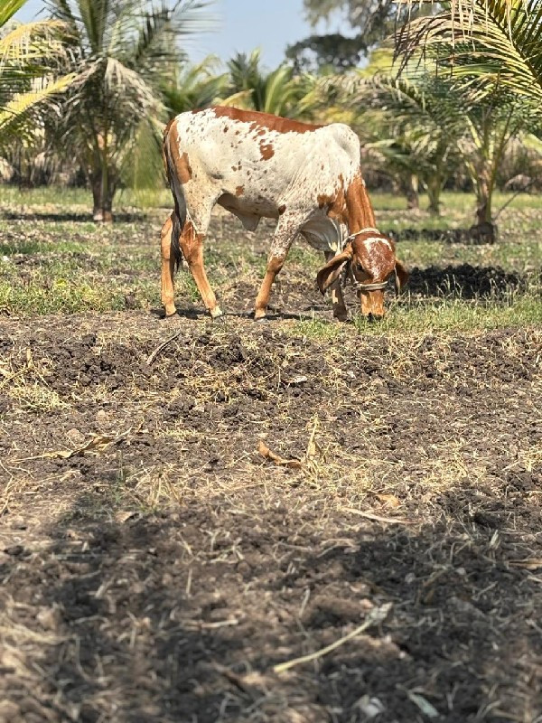 ગાય