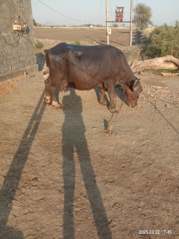 ભેંસ વેચવાની છે