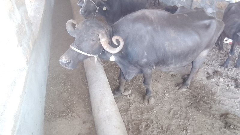 ભેંશ વેચવાની છે