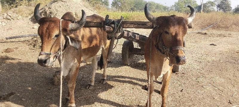 પેલી ધાર ના હાલ...