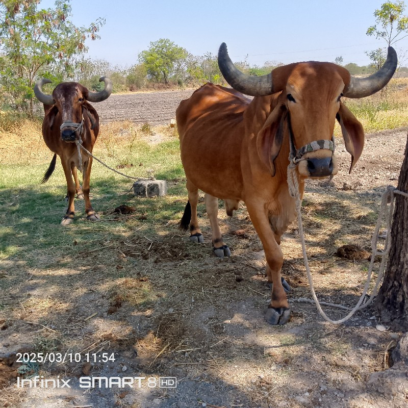 ગોઢલા વેચવાના છ...