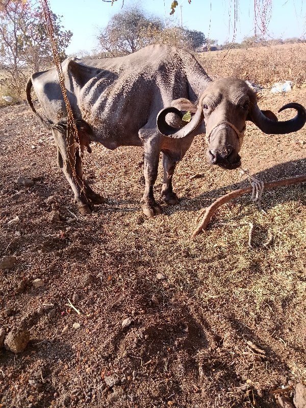 બે ભેંસો વેચવાન...