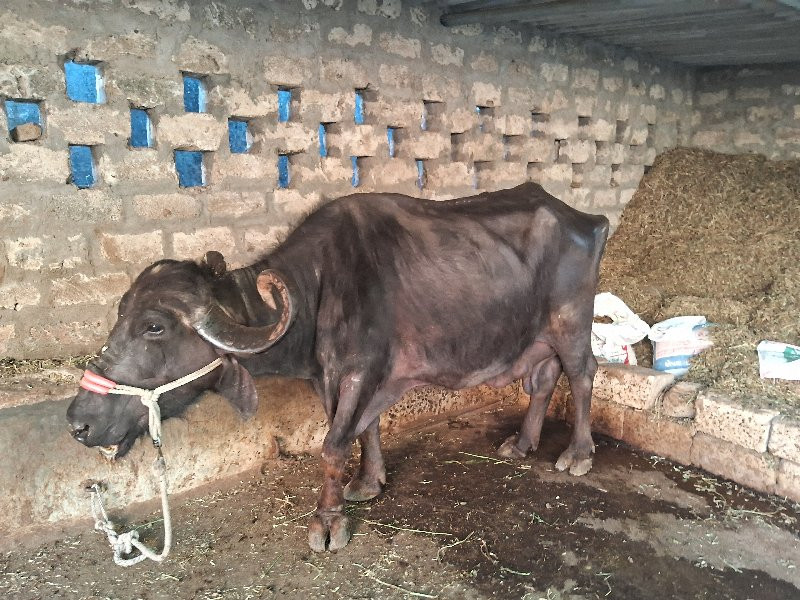 ભેસ વૈસવાની 3વે...