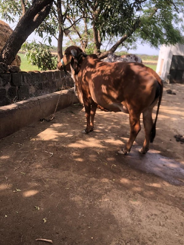 ગિર ગાય વેચવાની...