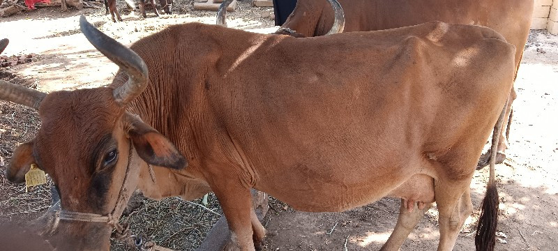 ગાય