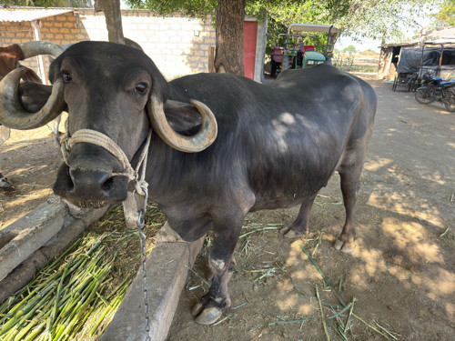 આ ભેસ વેચવાની છ...