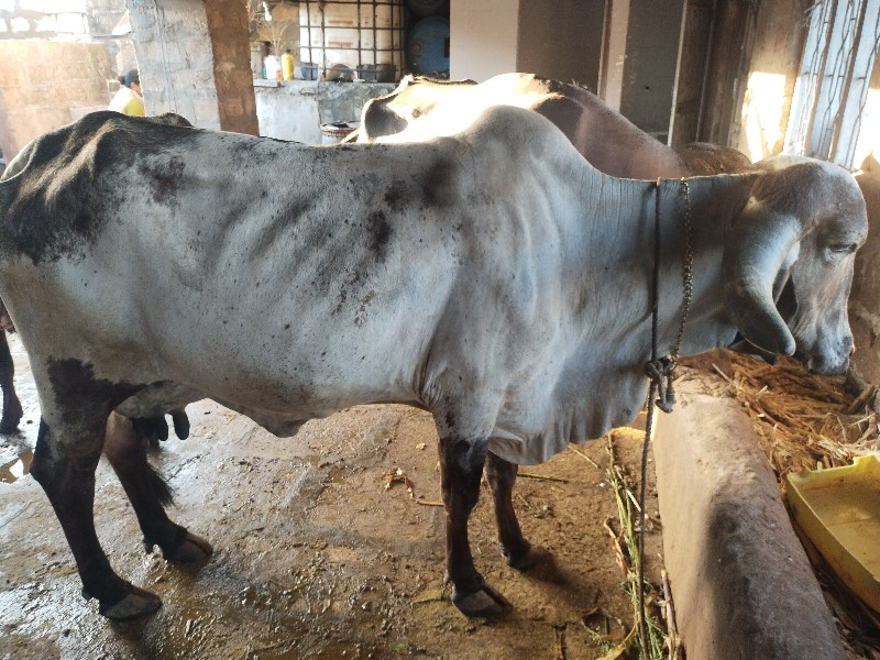 ગાયવાણલછે