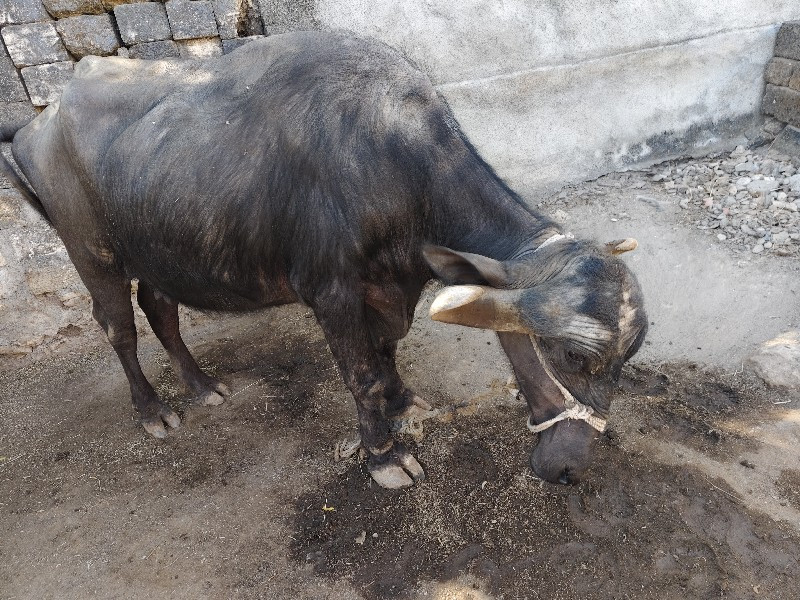 ભેંસ વેચવાની છે