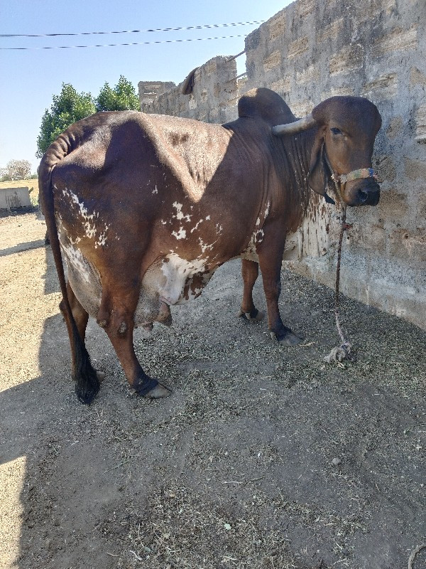 ગાય વેચવાની છે...