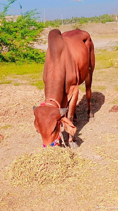 દેવીપુજક લે વેચ