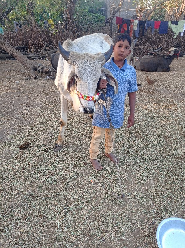 ગોઘલા