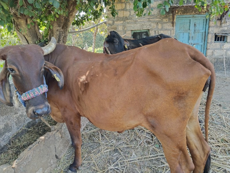 ગાય વેચવા ની છે