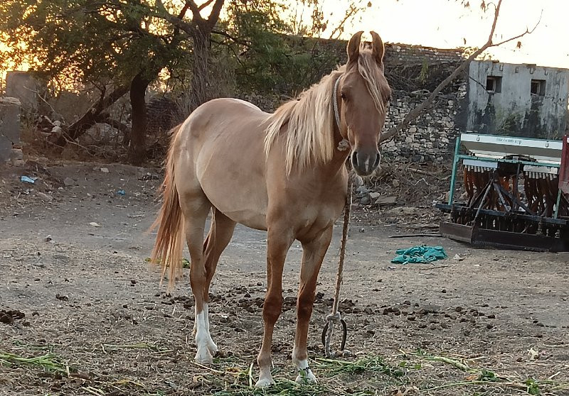 ઘૉઙી છે