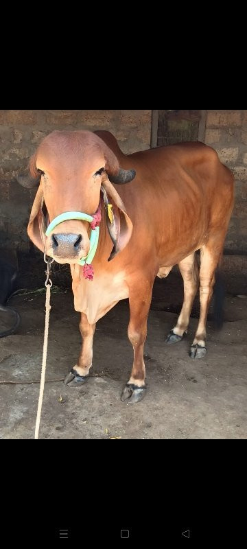 ગીર હોળકી આપવાન...