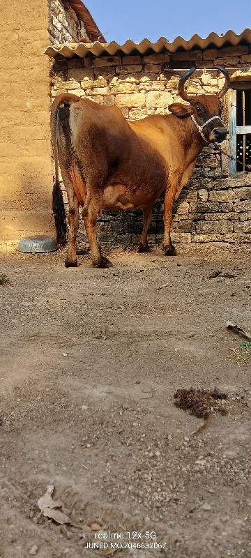 જર્સી ક્રોસ ગાય...