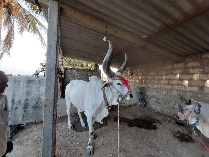 બરધ 2વાવણી વાવે...