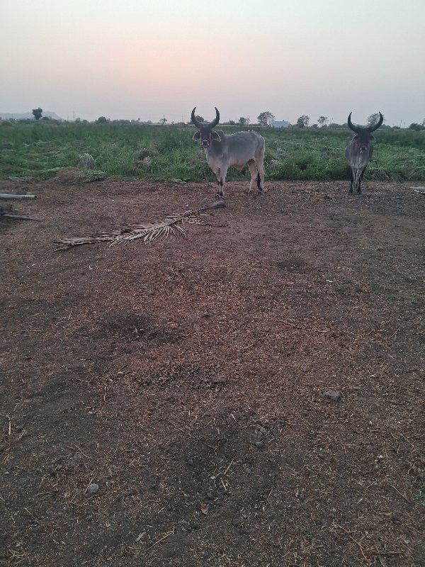 ગોઢલા વેચવા ના...