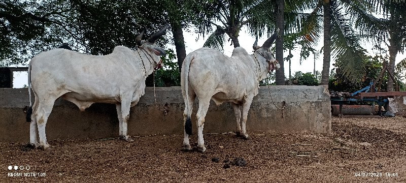 વાછરડા વેચવા છે