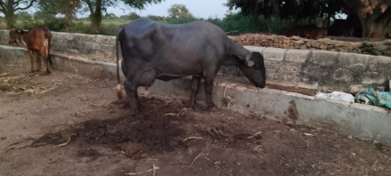 ભેંસ વેચવાની છે...