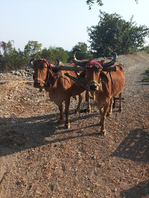 બળદ,વેચવાના,છે,...