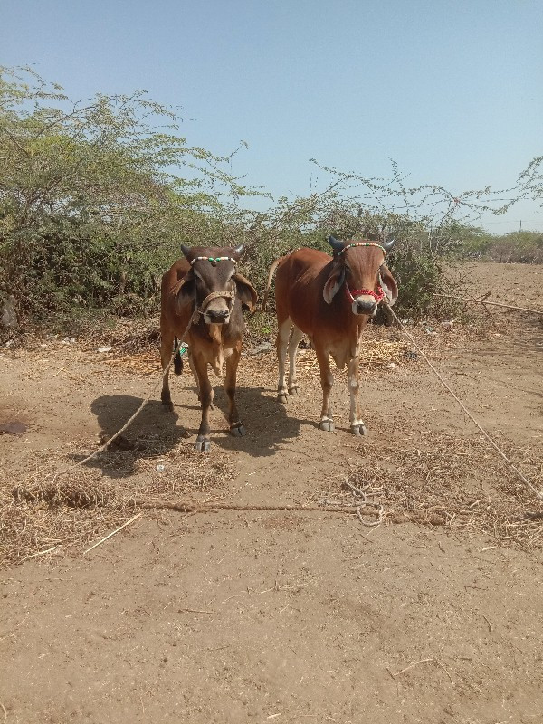 ચાર બારા ગામ