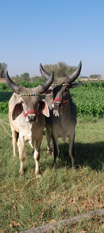 ગોઢલા વેચવાના છ...