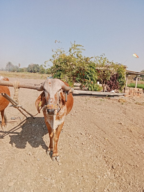 બડદ વેચવાનો છે...