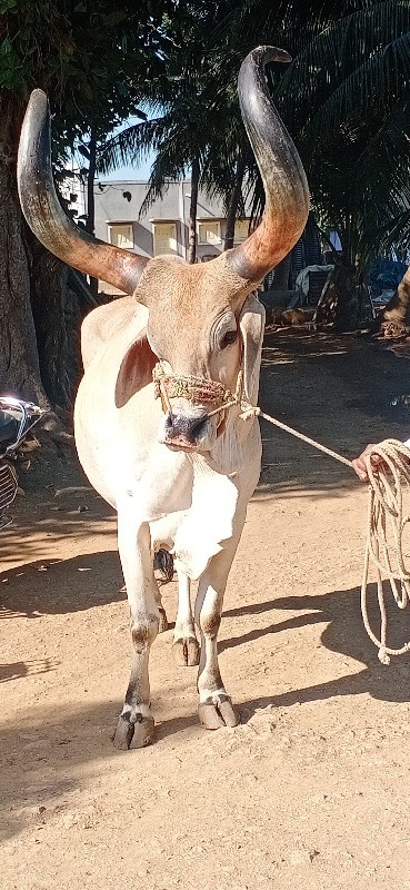 બળદ વેચવાનો છે