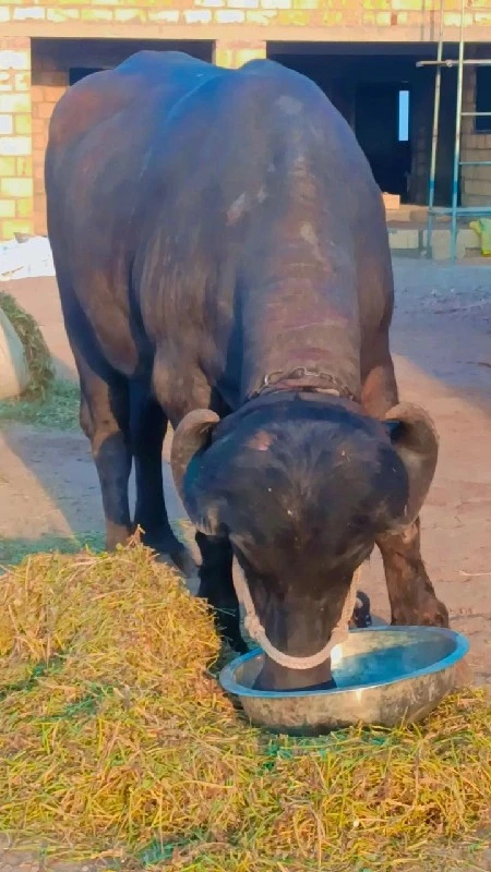 આખડેલી વેચવાની...