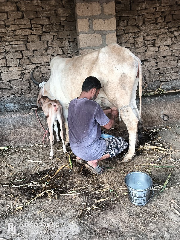 ગાય વેચવાની છે