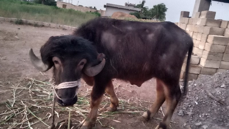 પાડો વેચવાનો છે