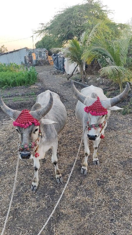 કોટલા વેચવાના છ...