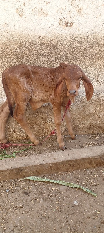 ગાય વેચવાની છે